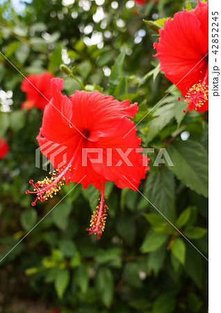 ハイビスカス 42852245