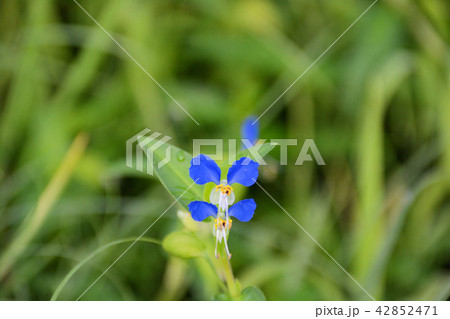 つゆ草 つゆ草 42852471