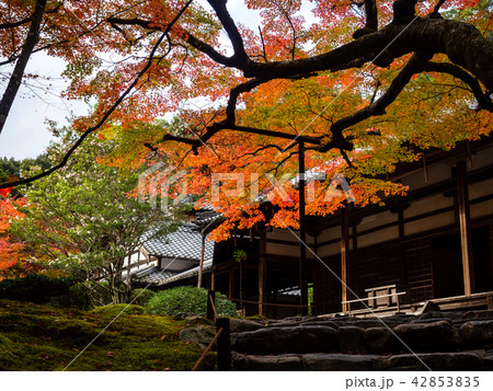 紅葉/京都 紅葉/京都 42853835