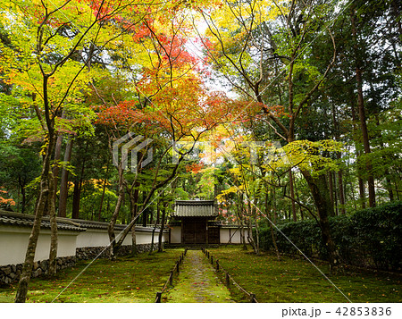 日本の秋/苔寺 42853836