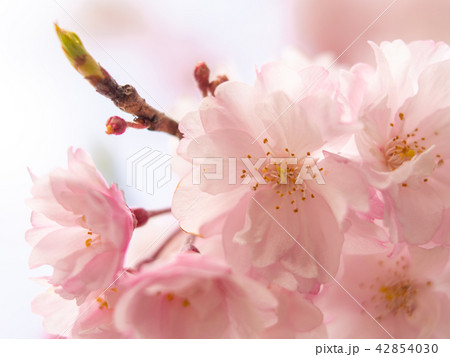 桜/京都 桜/京都 42854030