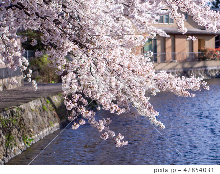 桜/京都 42854031