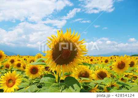 真夏に咲き誇るひまわりの花 42854124