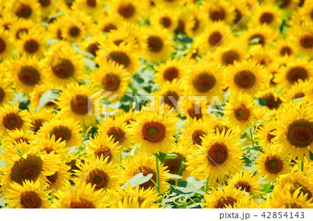 真夏に咲き誇るひまわりの花 真夏に咲き誇るひまわりの花 42854143