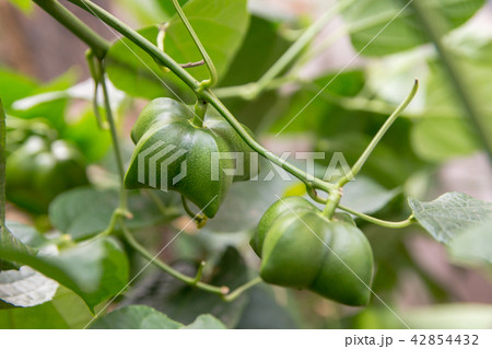 unripe green sacha inchi hanging from sacha inchi unripe green sacha inchi hanging from sacha inchi 42854432