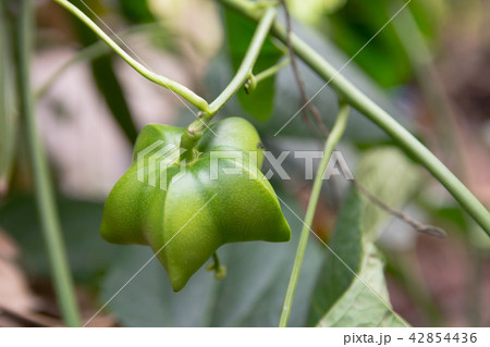 unripe green sacha inchi hanging from sacha inchi unripe green sacha inchi hanging from sacha inchi 42854436