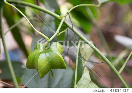 unripe green sacha inchi hanging from sacha inchi unripe green sacha inchi hanging from sacha inchi 42854437