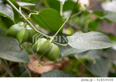 unripe green sacha inchi hanging from sacha inchi unripe green sacha inchi hanging from sacha inchi 42854439