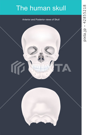 The human skull is the bony structure The human skull is the bony structure 42855218