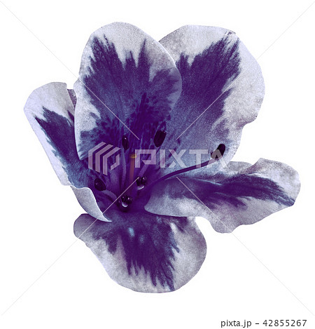 dark indigo white flower isolated on white  42855267