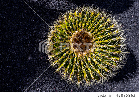 Echinocactus grusonii, barrel cactus, Lanzarote Echinocactus grusonii, barrel cactus, Lanzarote 42855863