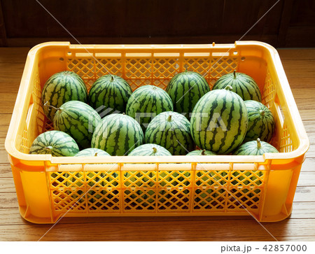 　スイカ 42857000
