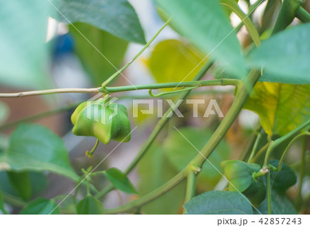 unripe green sacha inchi hanging unripe green sacha inchi hanging 42857243
