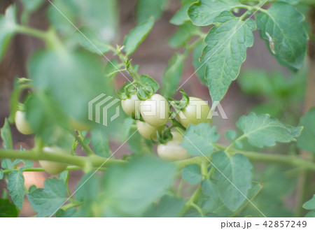 unripe green tomatoes hanging from a mango tree 42857249