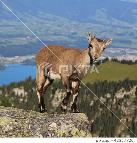 Young alpine ibex Young alpine ibex 42857720