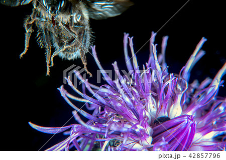 Bumblebee 42857796
