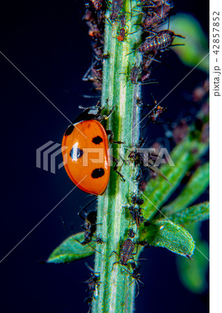 Ladybug 42857852