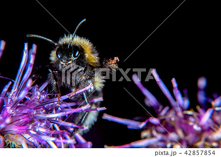Bumblebee 42857854