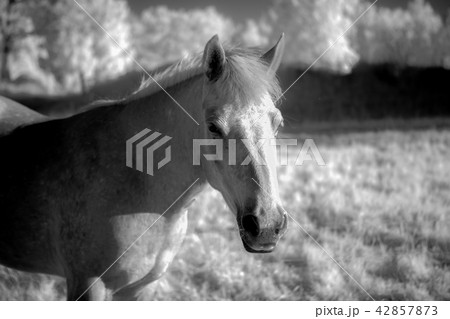 Horse in infrared 42857873