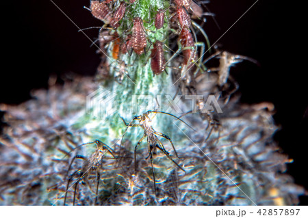 Plant lice on a thistle 42857897