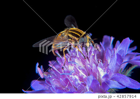 Large Tiger Hoverfly 42857914