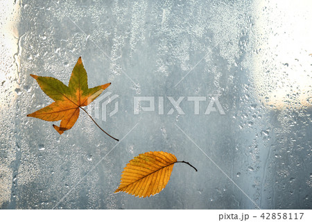 Autumn leaves and raindrops on window Autumn leaves and raindrops on window 42858117