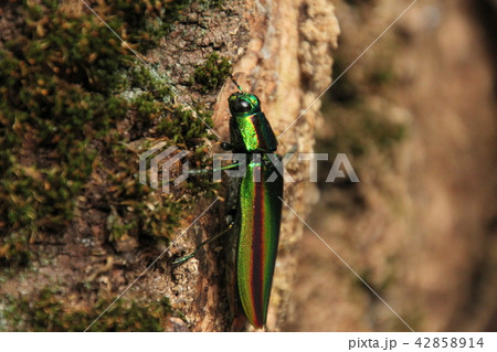 タマムシがいた 42858914