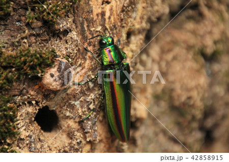 タマムシがいた 42858915