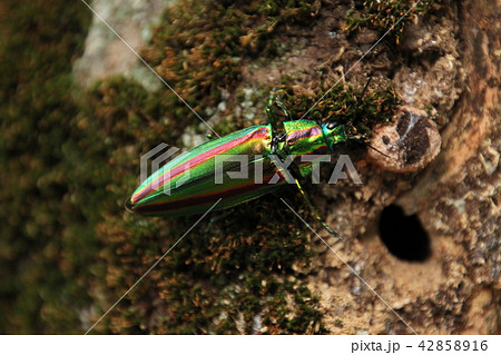 タマムシがいた 42858916