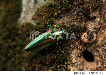 タマムシがいた 42858917