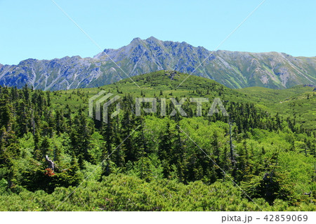 北アルプス　雲ノ平を取り巻く山々　アラスカ庭園越の水晶岳遠景 42859069