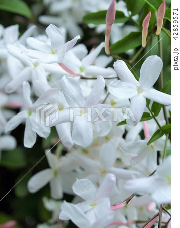 美しいハゴロモジャスミンの花 クローズアップ 羽衣ジャスミンの写真素材