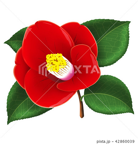 ツバキの花 42860039