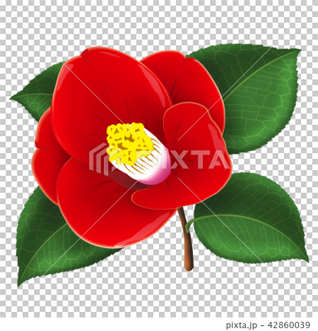 ツバキの花 42860039