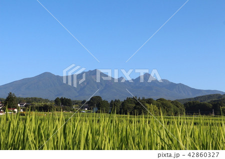 夏の八ヶ岳山麓 夏の八ヶ岳山麓 42860327