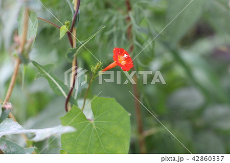 オレンジ色の野の花 42860337