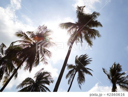 Coconut Palm Trees Summer Sunny Sky Coconut Palm Trees Summer Sunny Sky 42860616