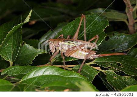 キリギリスのメス 雑食性のバッタの写真素材