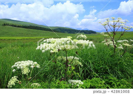 霧ヶ峰高原のシシウドの花 42861008