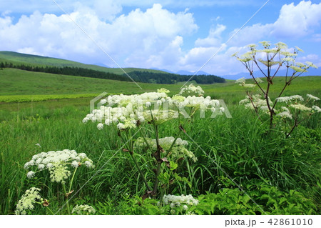霧ヶ峰高原のシシウドの花 42861010