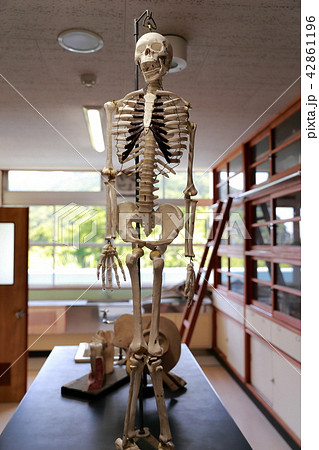 骸骨の写真素材 骸骨の写真素材