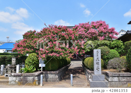 川崎宮前平・正福寺の百日紅 42861353