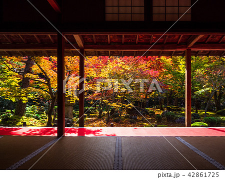 圓光寺の紅葉 42861725