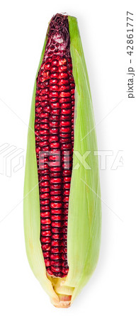 Corn isolated on white with clipping path 42861777
