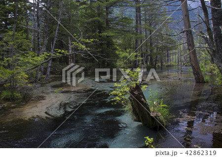 上高地 初夏の岳沢湿原／長野県松本市 42862319