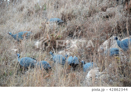 タンザニア、ンゴロンゴロ保全地域、ホロホロ鳥 42862344