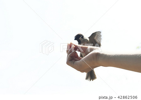 雀　スズメ　野鳥　餌付け　餌　エサ　鳥　公園　生き物　動物　飛ぶ　羽　 42862506