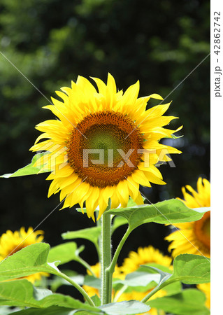 ひまわり 42862742