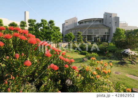 鳴尾浜臨海公園 鳴尾浜臨海公園 42862952