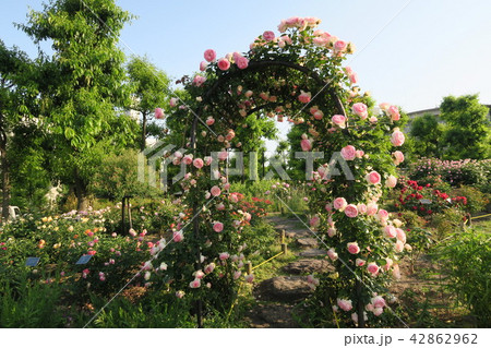 鳴尾浜臨海公園 鳴尾浜臨海公園 42862962